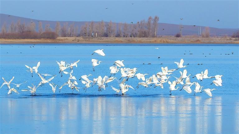 白鹭翩跹舞河畔 新甘肃·甘肃日报记者 盛学卿
