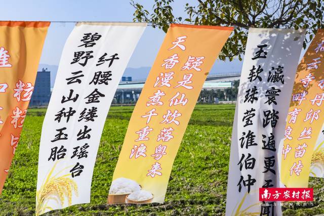 “好米好字”书法展示。