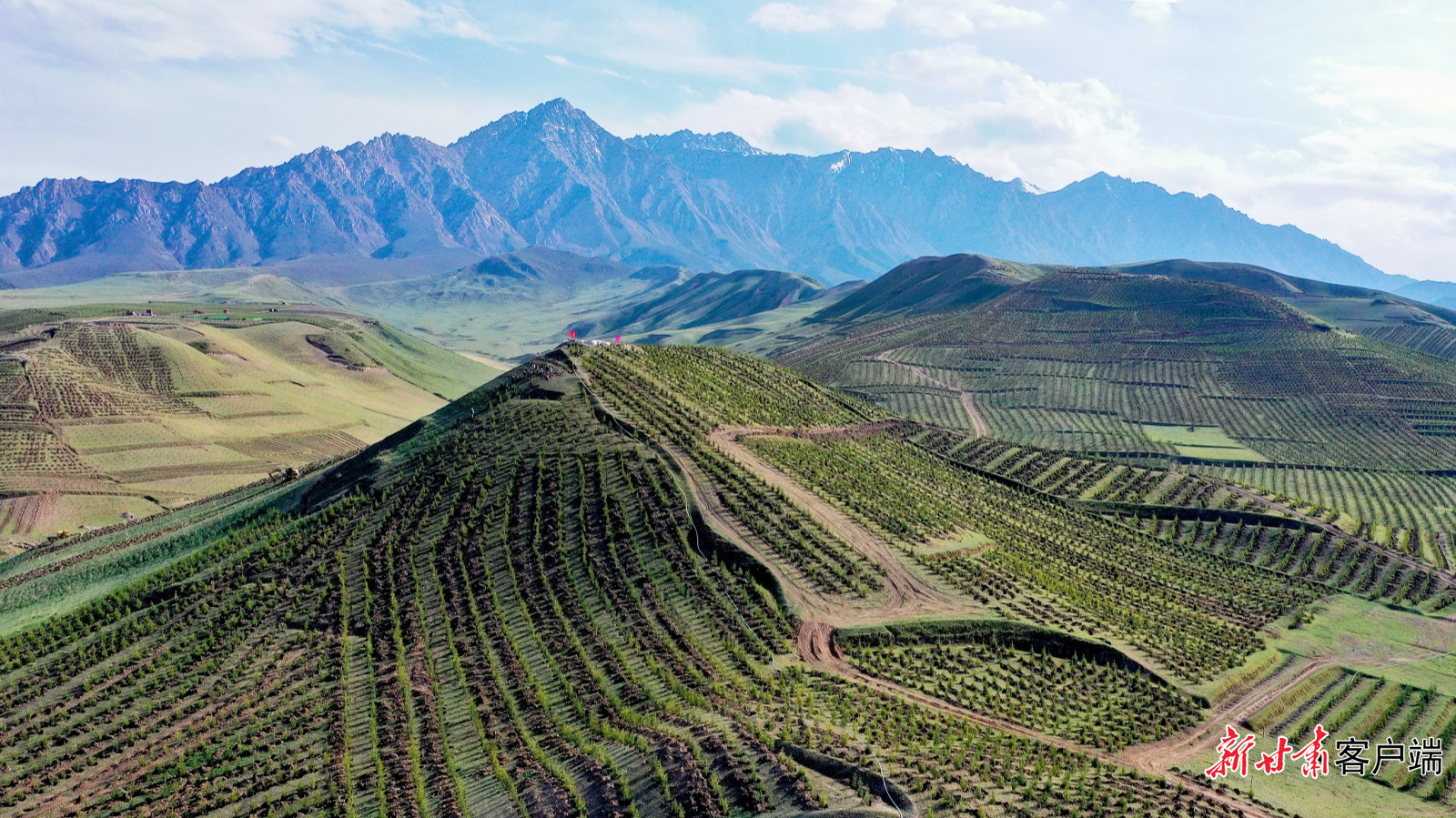 民乐县“三北”工程攻坚战人工造林现场 图片由张掖市林草局提供