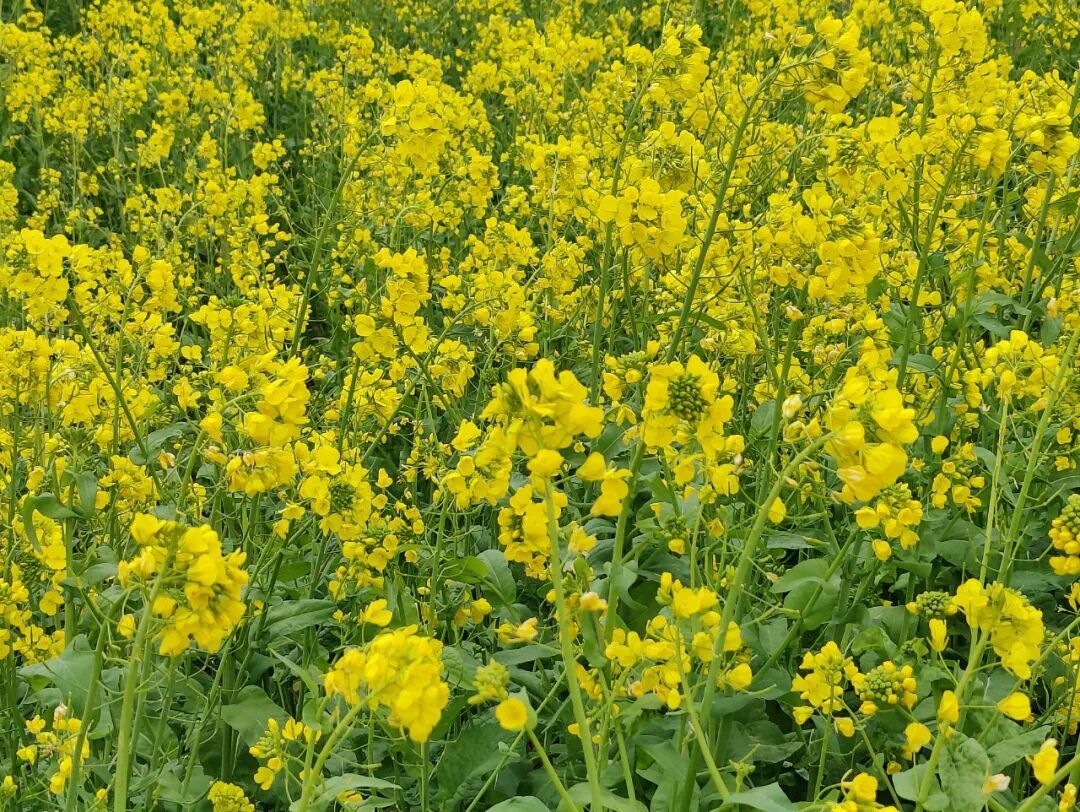 甘肃第一春：文县第一抹油菜花　与冰瀑共舞