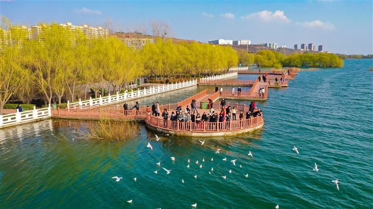 平顶山市白龟湖国家湿地公园内，成群的红嘴鸥在碧绿的湖面上嬉戏。记者 聂冬晗 摄