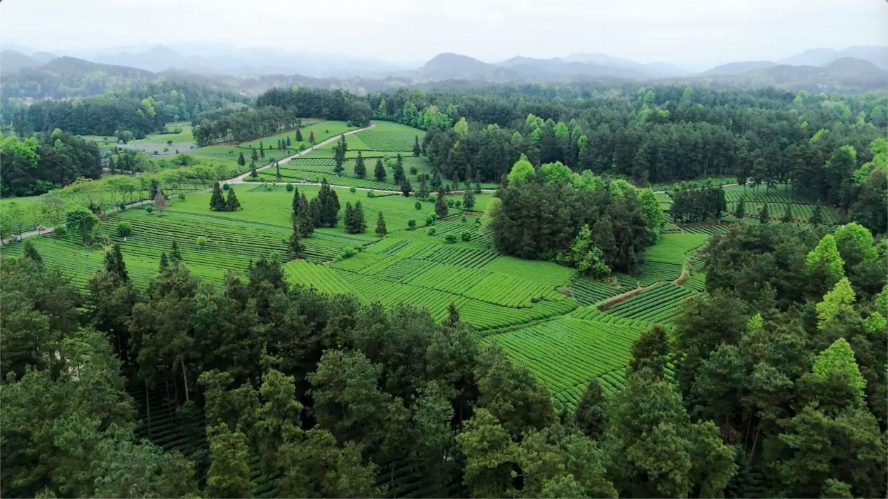 贵州茶园