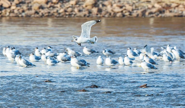 黄河兰州段河心岛,嬉戏的红嘴鸥。新甘肃·甘肃日报记者 冯乐凯