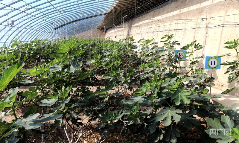 民勤“南果北种”无花果喜获成功(央广网发 马爱彬 摄)