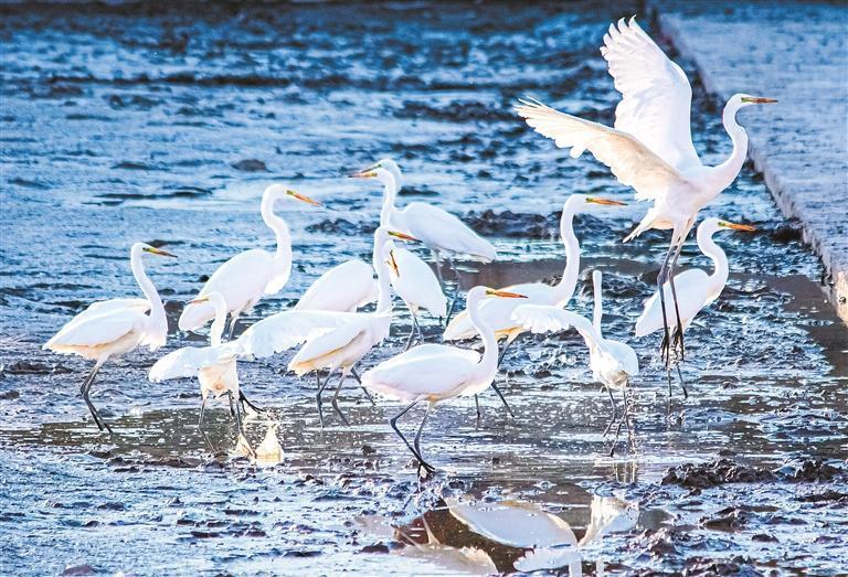 敦煌党河风情线,大批白鹭在觅食。新甘肃·甘肃日报通讯员 王斌银