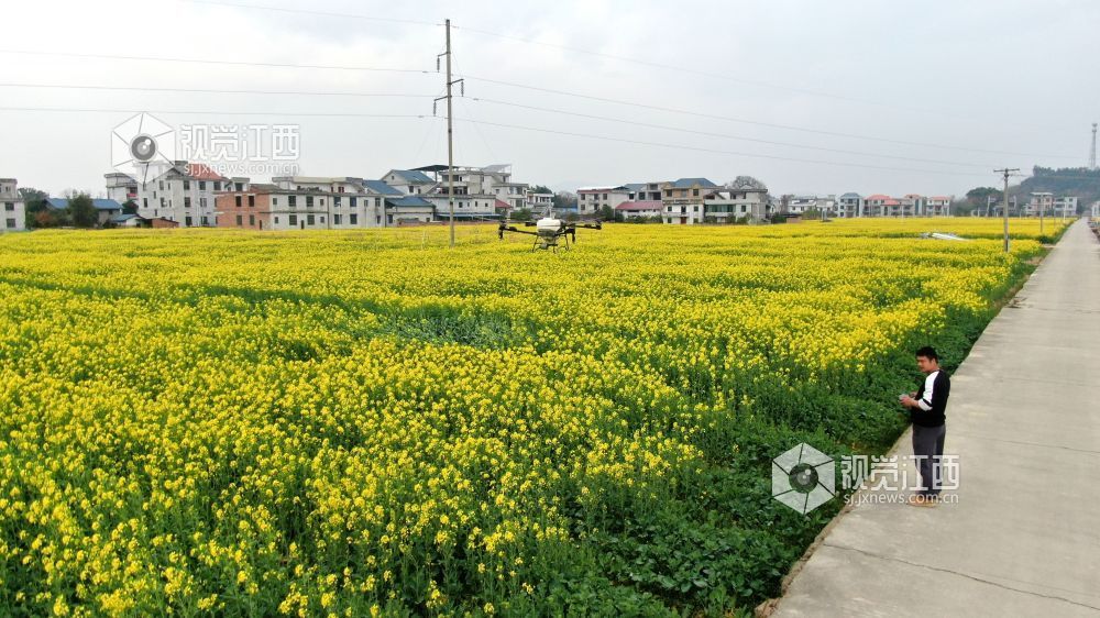 2026年2月10日，江西省遂川县枚江镇油菜花田迎来盛花期，金黄花海与错落有致的乡村民居相映成趣。