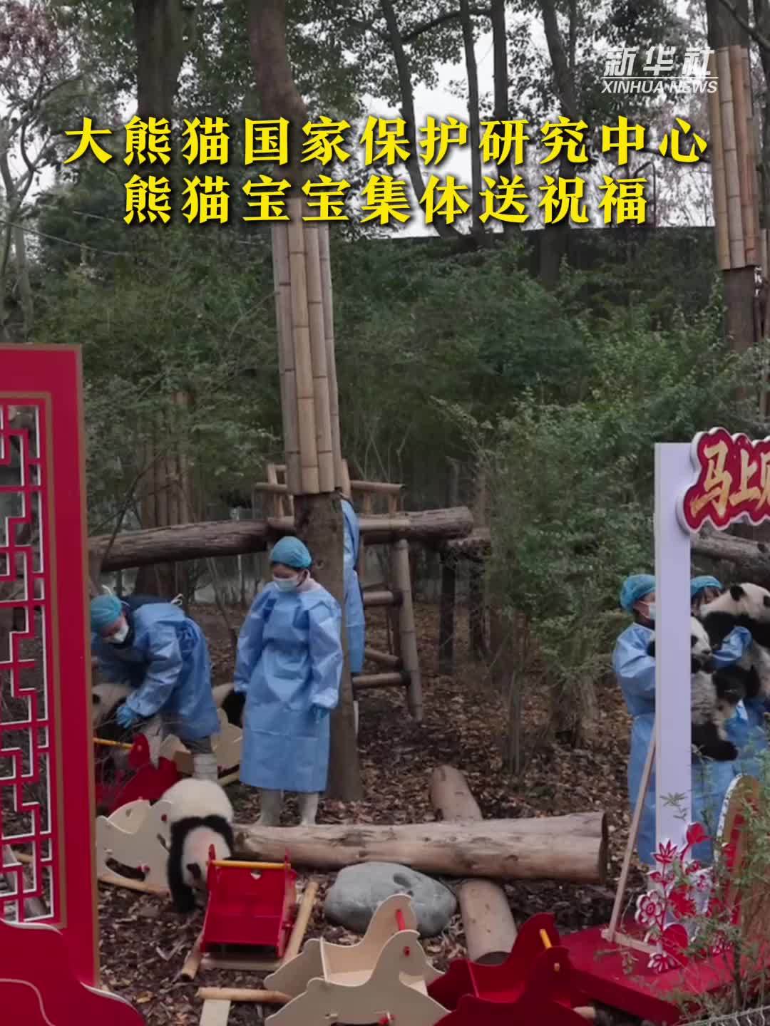 欢喜中国年｜大熊猫国家保护研究中心熊猫宝宝集体送祝福