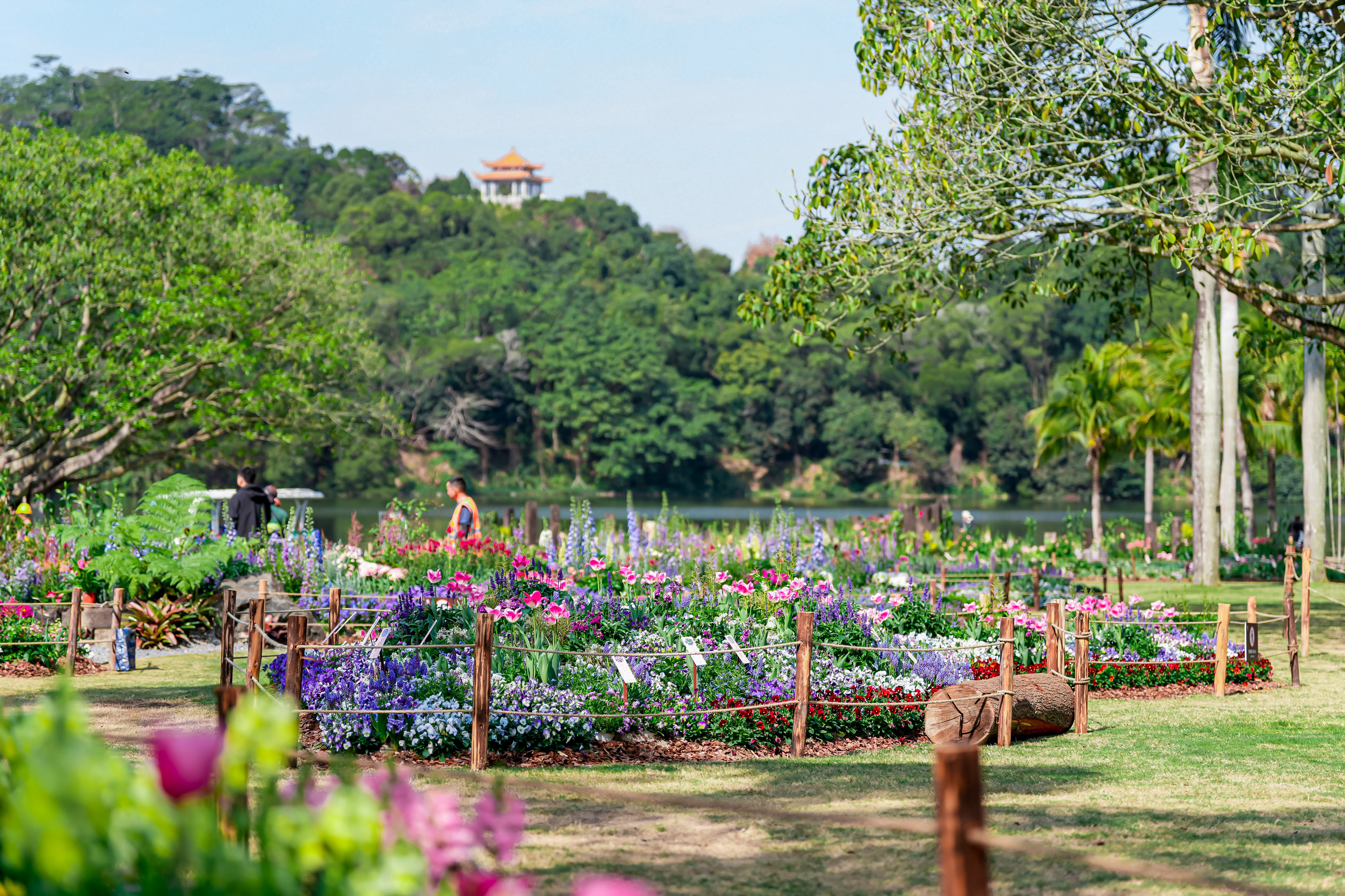 2026仙湖植物园春花节2月15日启幕：十万花卉、五千平花海惊艳迎春