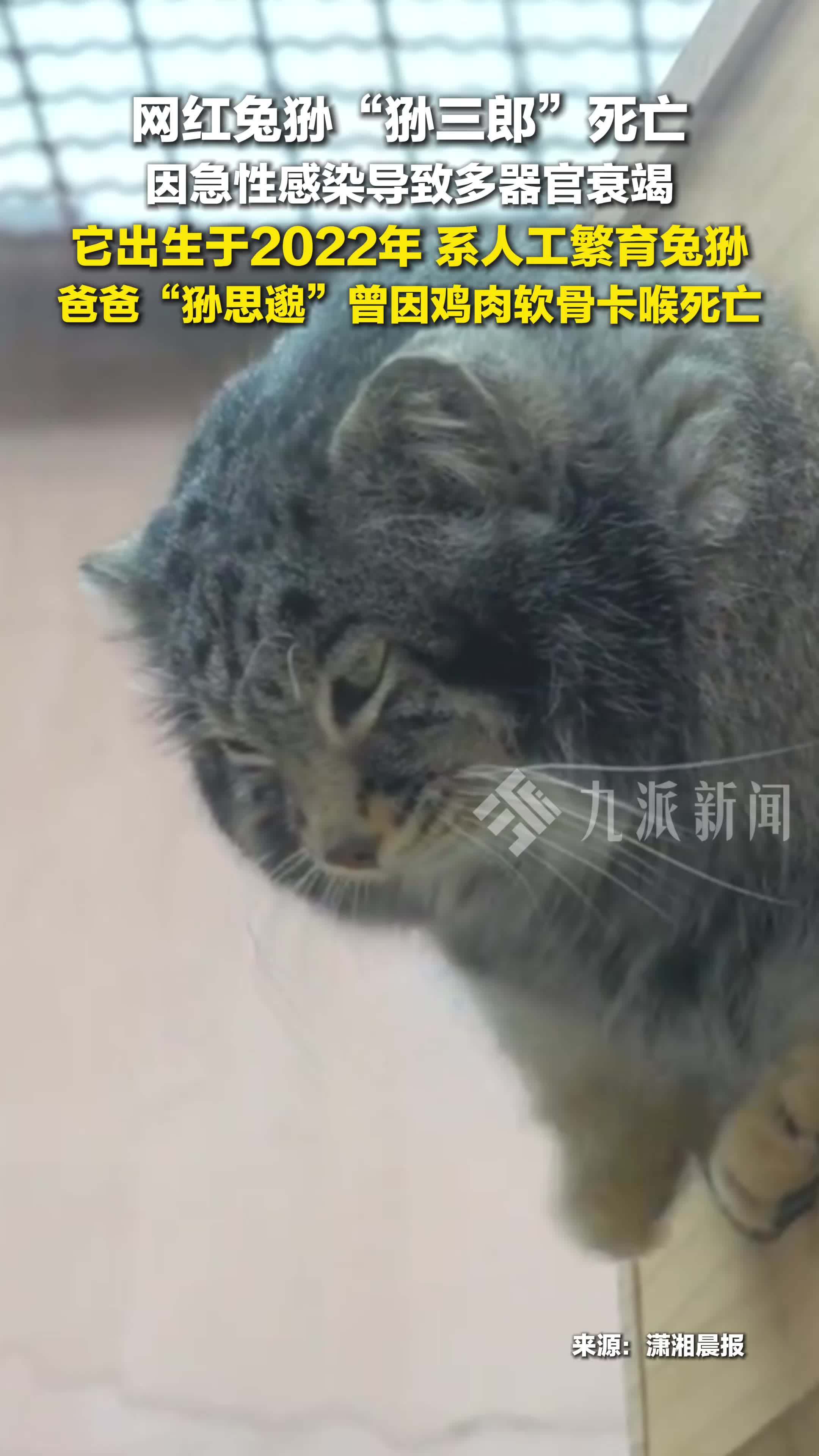 网红兔狲狲三郎因急性感染死亡