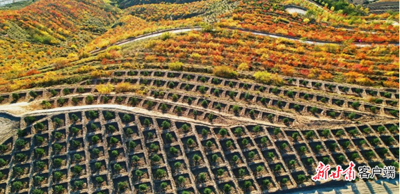 平凉市国土绿化工作在扩量提质中实现了新突破(资料图) 本文图片均由平凉市林草局提供