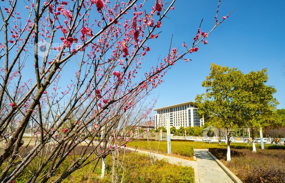 江西金溪：花俏枝头春意闹（图）