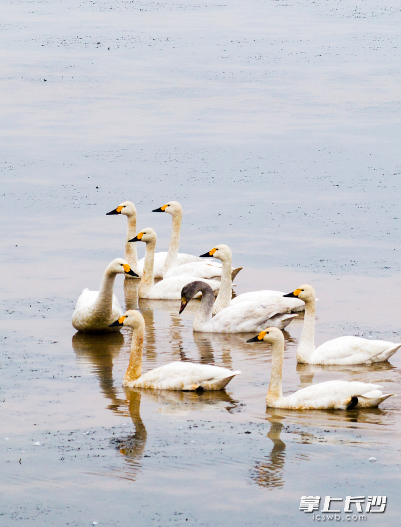 小天鹅翩跹抵望城。