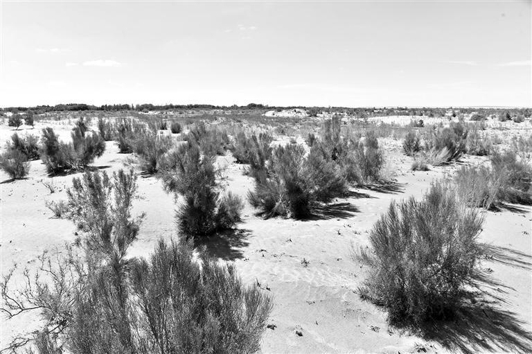 生态公益林基地