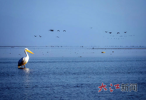 1月上旬，一只国家一级保护野生动物白鹈鹕的身影出现在余干水域滩涂，这是鄱阳湖首次记录到该物种。