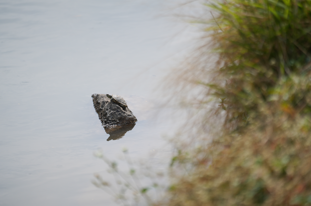 春节好去处,龙华君子布河碧道建成开放