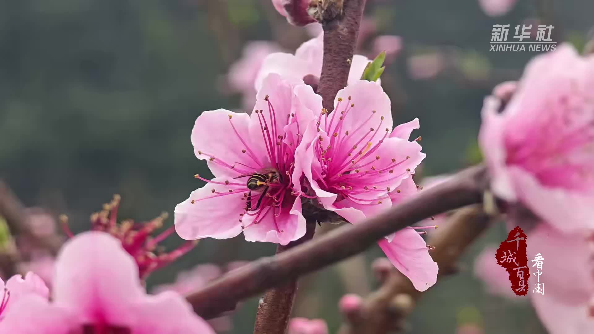 千城百县看中国｜广西田阳：桃花绽放赏春来