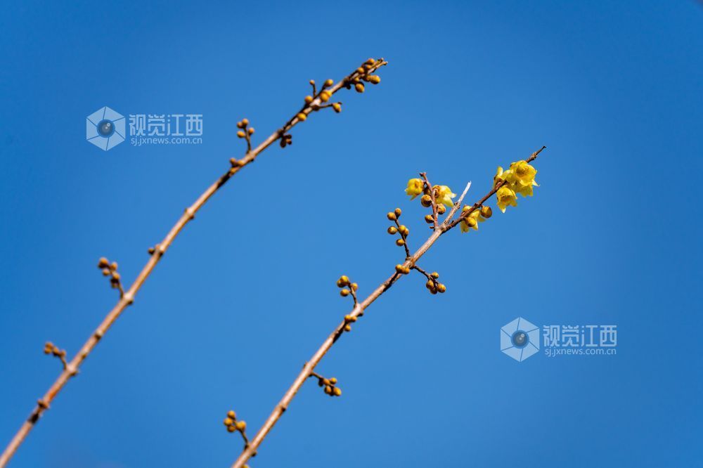 江西金溪：花俏枝头春意闹（图）