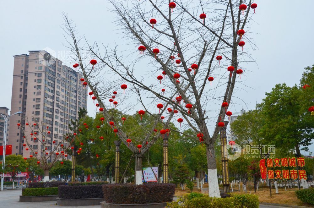 2月11日，新春临近，江西省吉安市永新县市政广场上，红彤彤的灯笼密集挂满树枝，与身后的居民楼构成一幅喜庆的迎春图景。