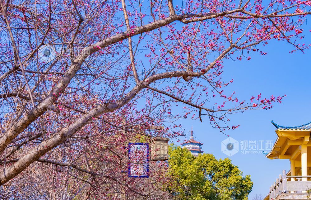 江西金溪：花俏枝头春意闹（图）