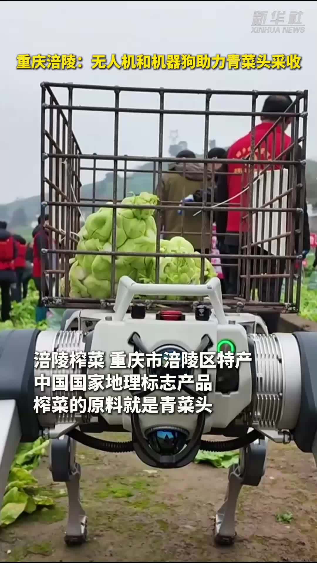 秀我中国｜重庆涪陵：无人机和机器狗助力青菜头采收