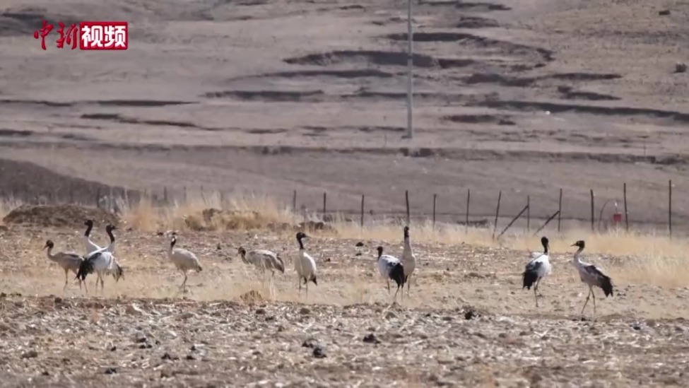 【新春见闻】西藏林周农民守护“吉祥鸟”黑颈鹤越冬记