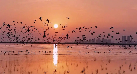 威海：湿地群鸟舞 生态南海美