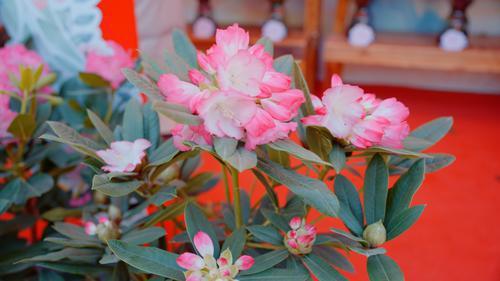 来自云南的高山杜鹃首次在江西花市上绽放。