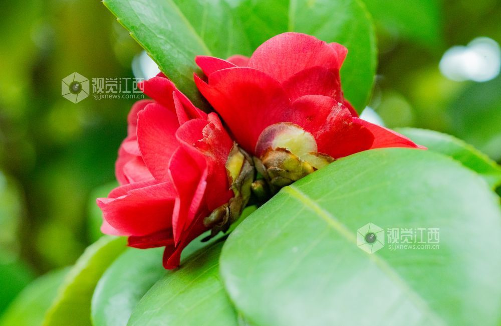 江西金溪：花俏枝头春意闹（图）