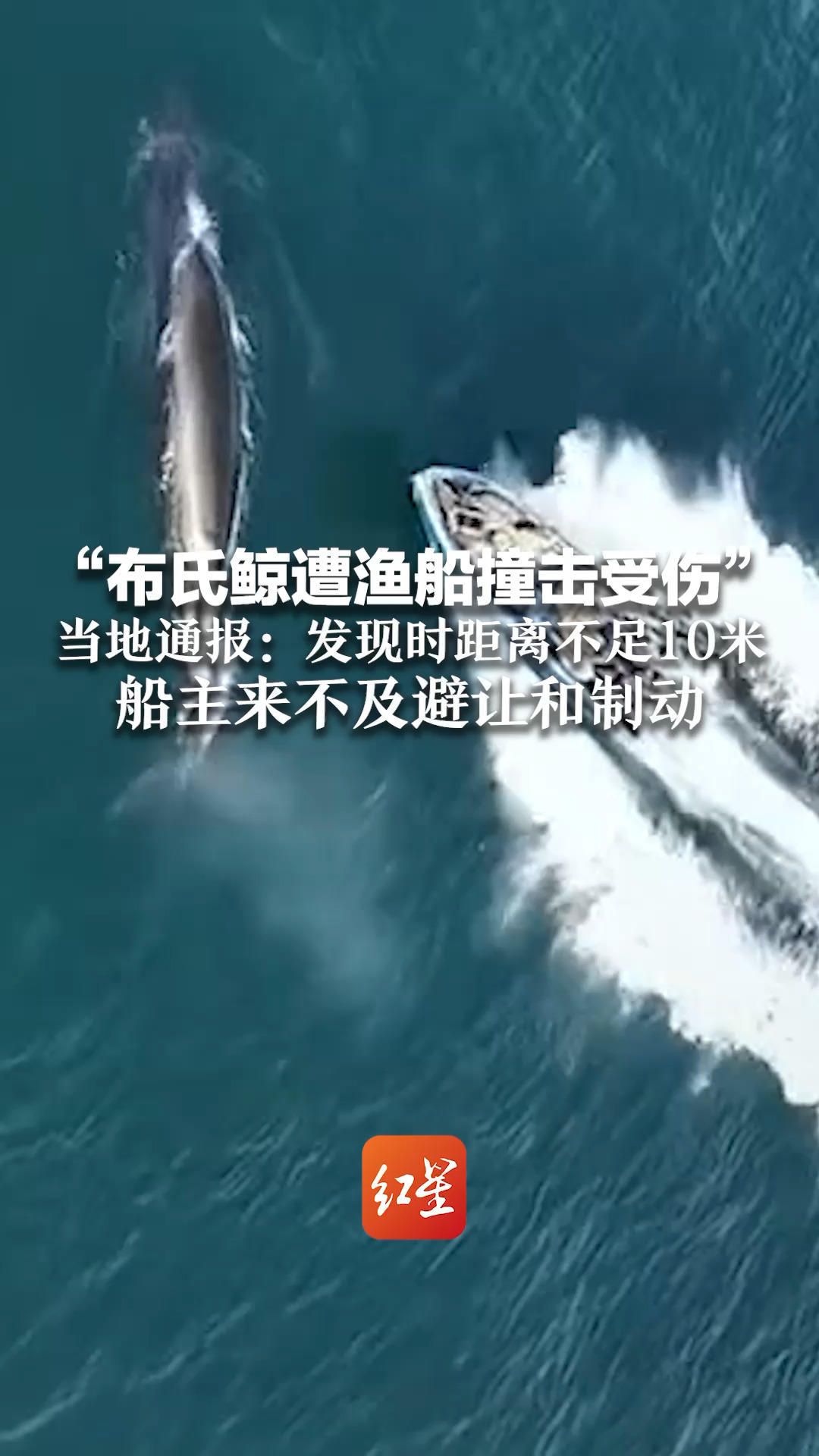 “布氏鲸遭渔船撞击受伤” 当地通报：发现时距离不足10米 船主来不及避让和制动 将科学精准划定布氏鲸活动区域