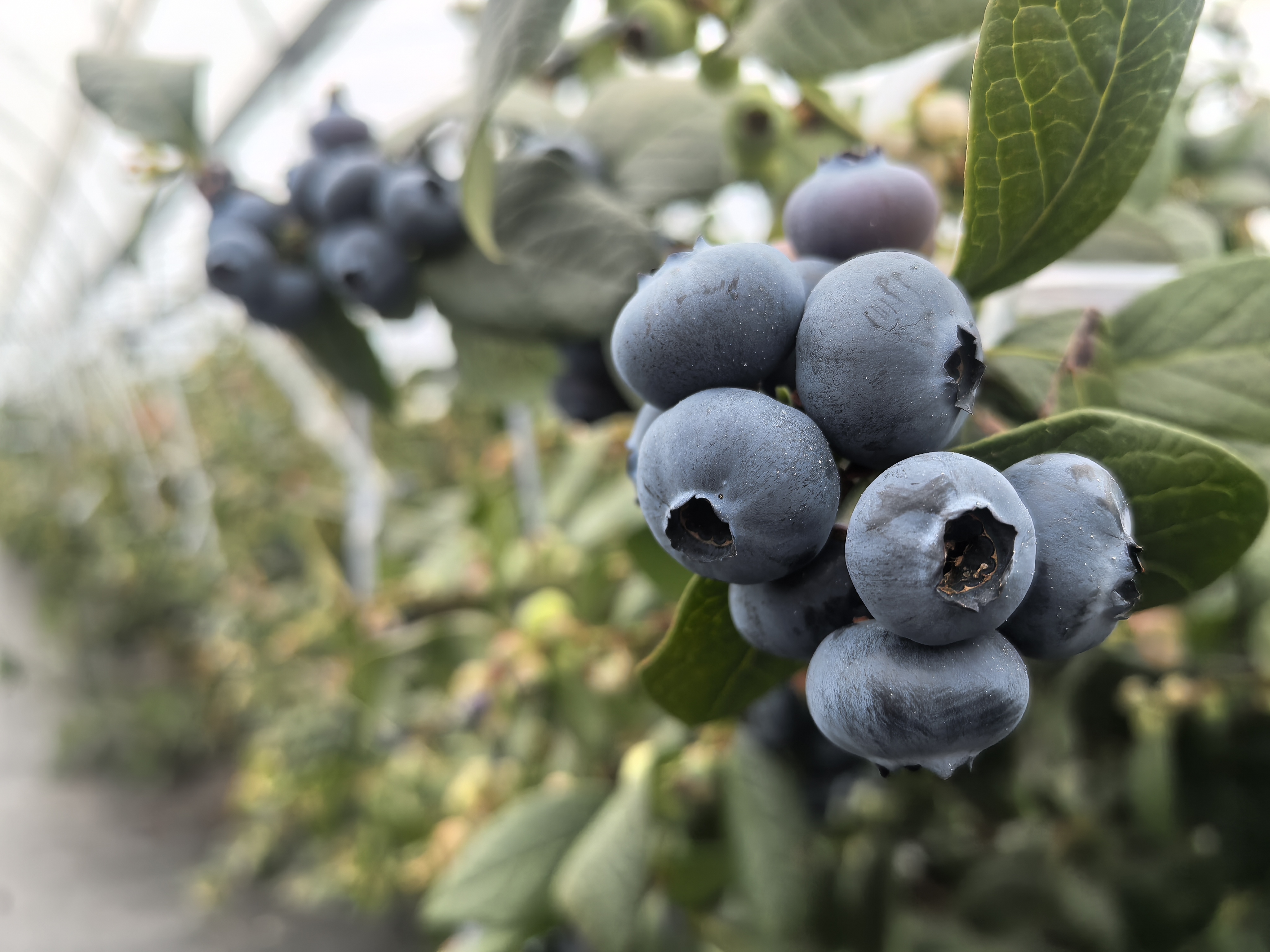 错峰蓝莓“抢鲜”上市  奉甘东西部协作绘就乡村振兴别样“蓝”图