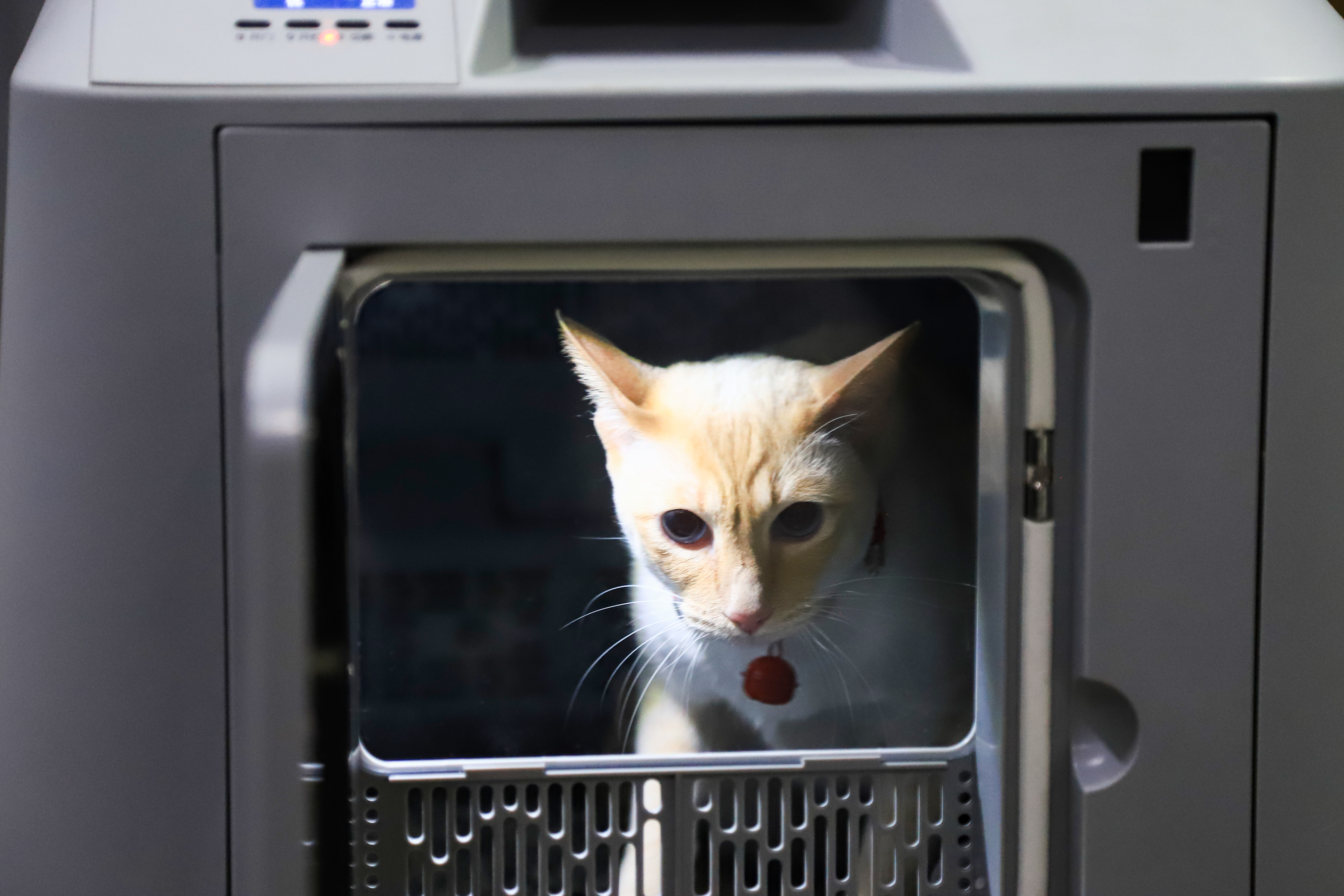 恒温专用宠物箱为萌宠护航　通讯员　王光辉　摄