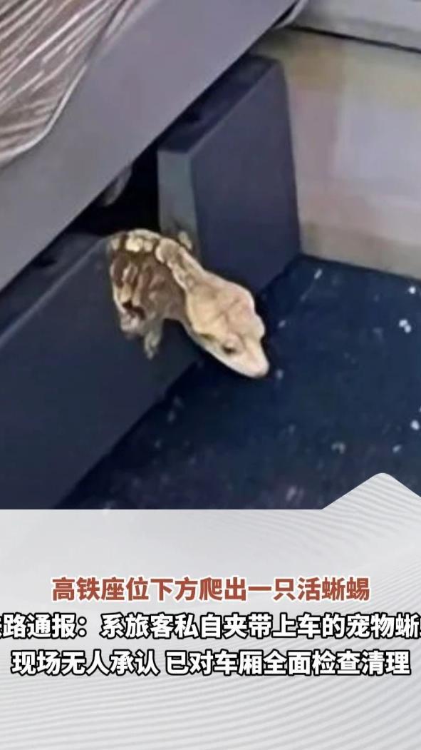 “一瞬间心跳快停了”，女子乘高铁时发现前座下方爬出一只蜥蜴，铁路通报：系旅客私自夹带上车的宠物蜥蜴，现场无人承认，已对车厢全面检查清理