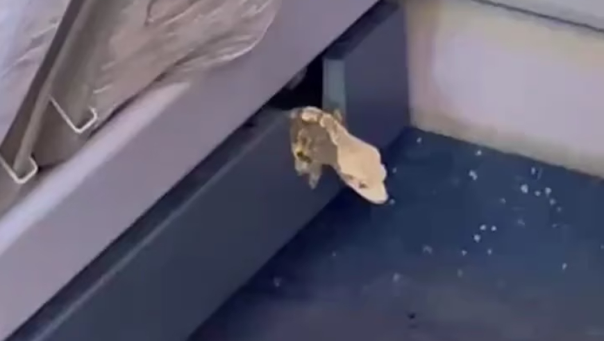 高铁座椅间隙钻出活蜥蜴，女子直呼“那一瞬间心跳都快停了”，12306：初步判断旅客偷带上车