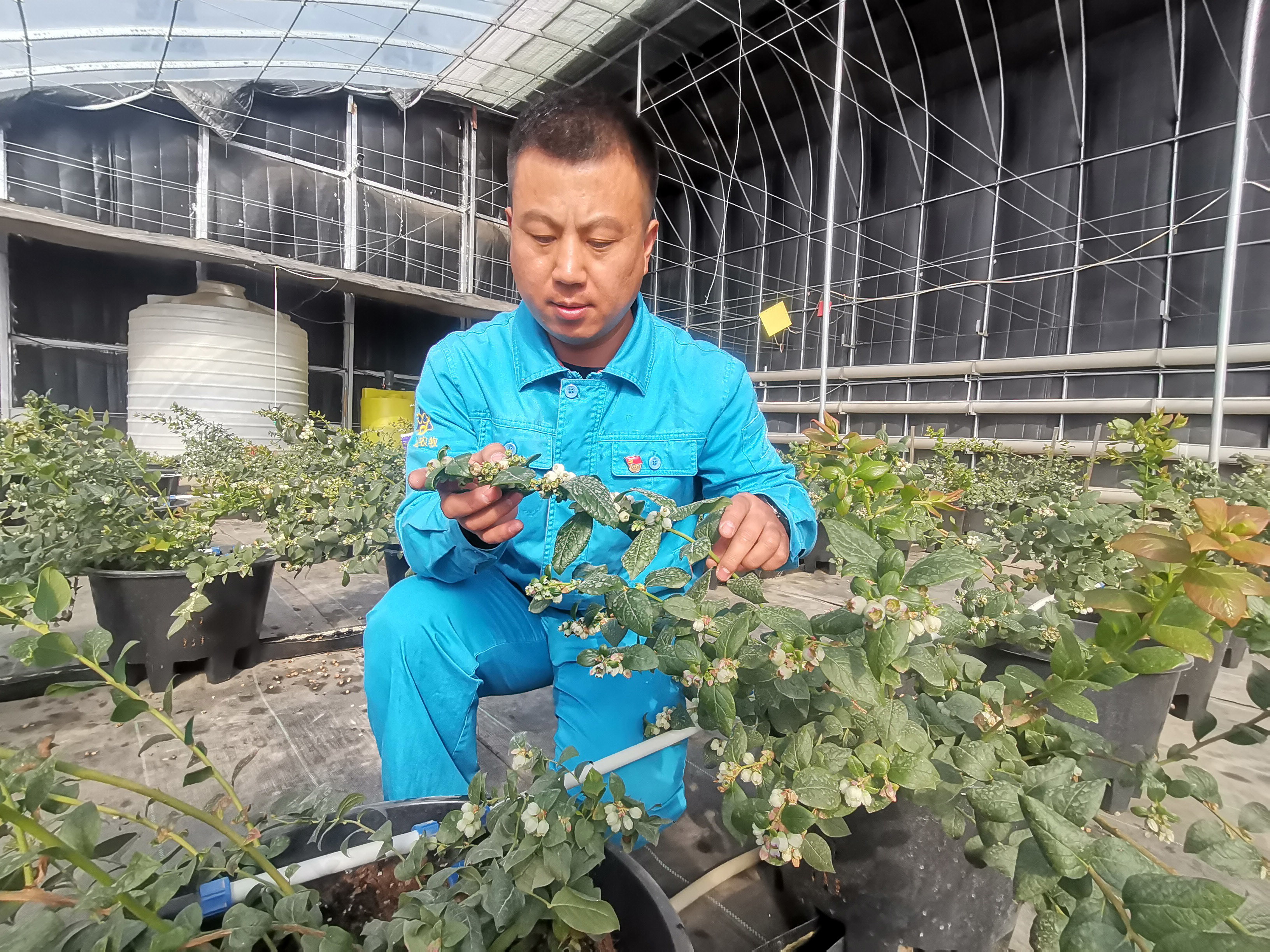 姜霄查看蓝莓长势