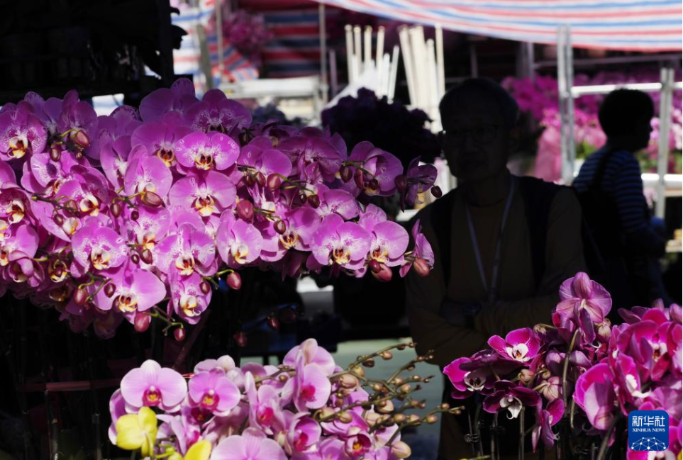图:2月11日在香港维多利亚公园拍摄的年宵花市