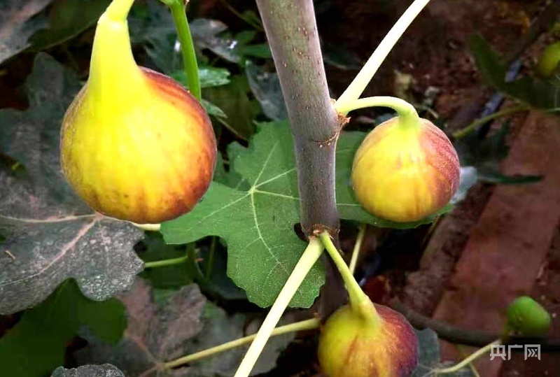 温室无花果长势喜人(央广网发 马爱彬 摄)