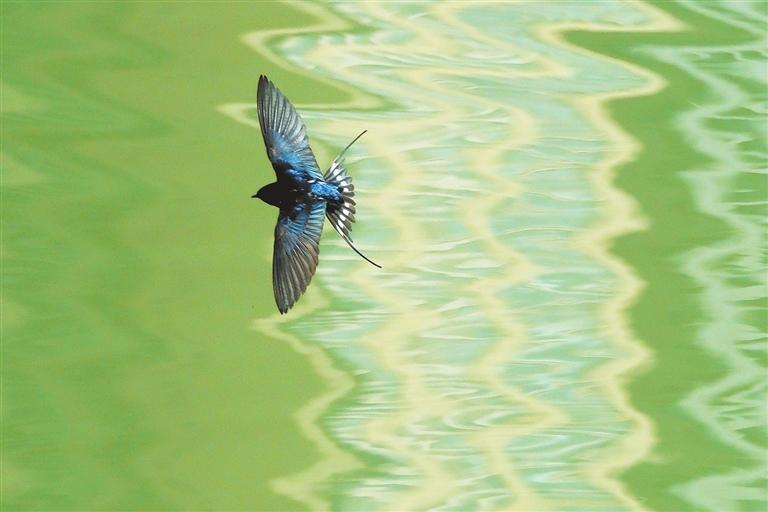 成县东河边,燕子羽翼舒展、尽情飞翔。新甘肃·甘肃日报通讯员 张红霞