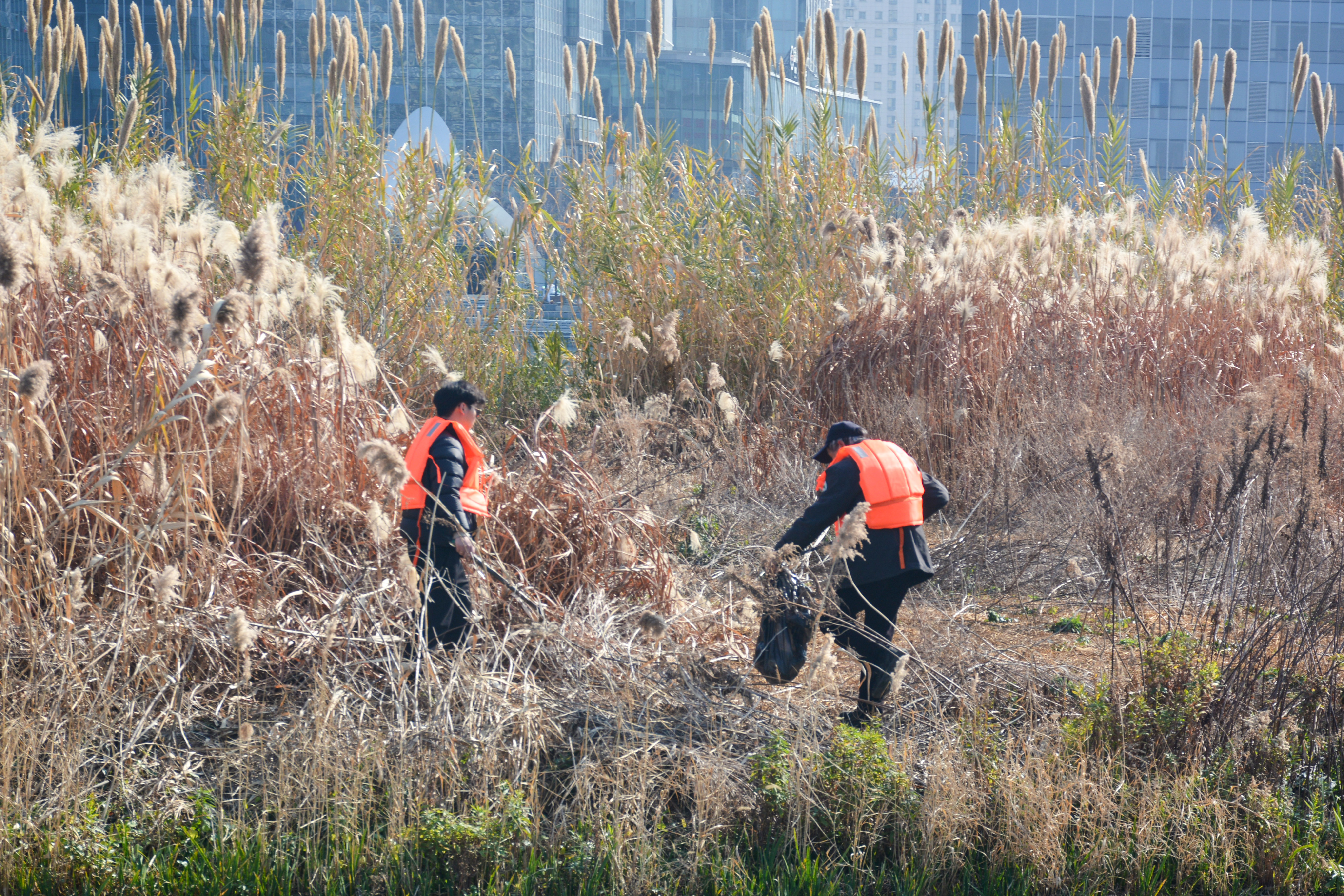 江北星湖公园依托“精野结合”新模式，守护鸟类越冬栖息地
