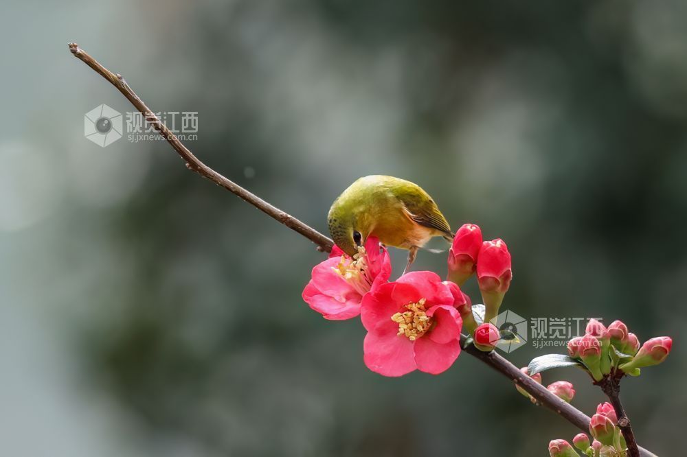 2026年2月13日，江西省吉安市庐陵生态公园，摄影爱好者聚集于此捕捉自然的生动瞬间。