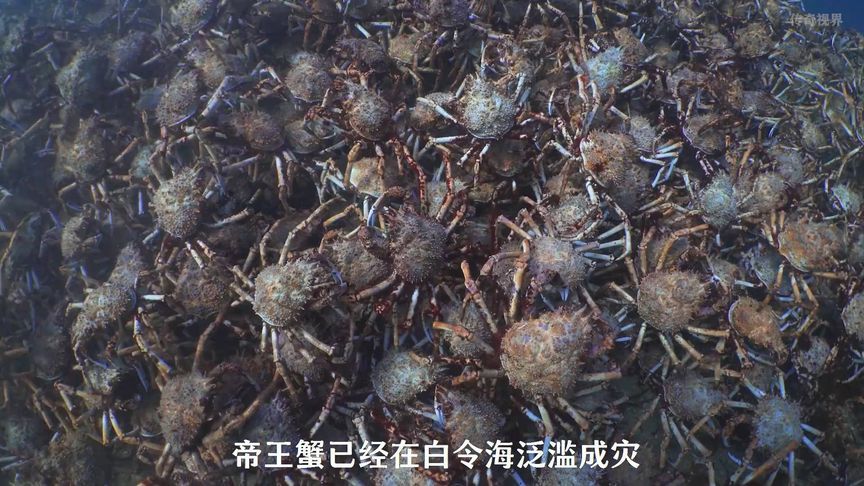 帝王蟹在白令海泛滥成灾，想捕捞它们需要非常丰富的经验 