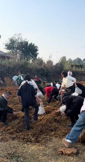 四川眉山“偷甘蔗”爆火后又推出挖折耳根活动 9.9元一袋随便挖