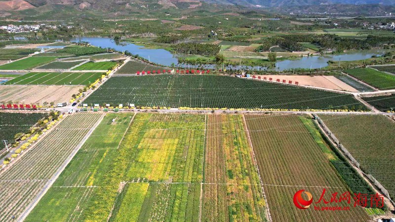 海南大学南繁基地。人民网记者 孟凡盛摄