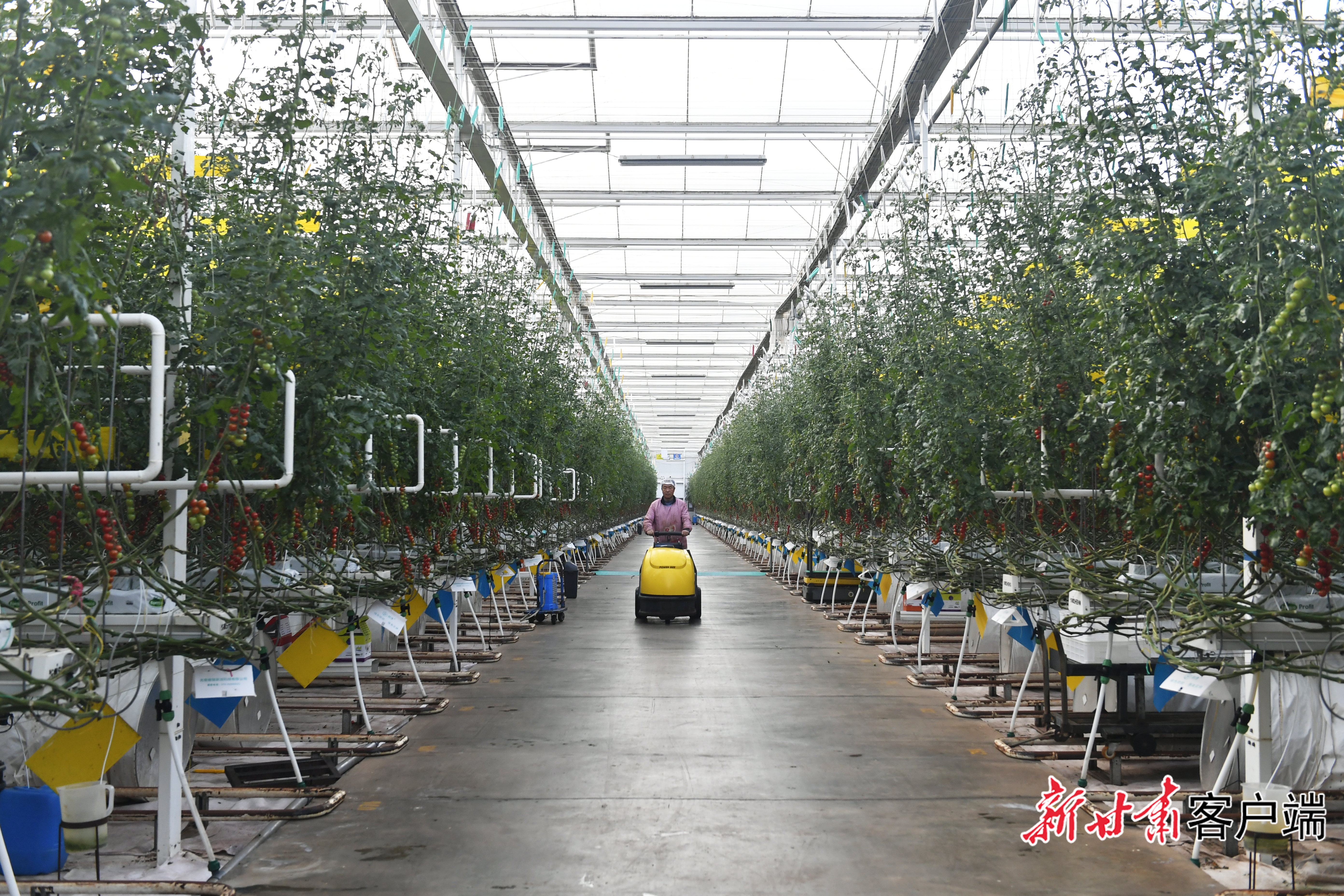 越海农业的智能日光温室　新甘肃&middot;甘肃日报记者裴强　摄
