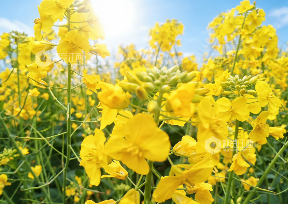 江西永新:春日花田漾金波(图)