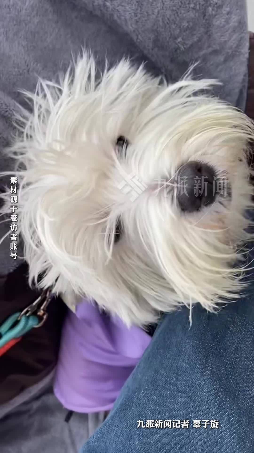 春节宠物托管经济升温：22岁兽医专业大学生寒假一天接到十七八单