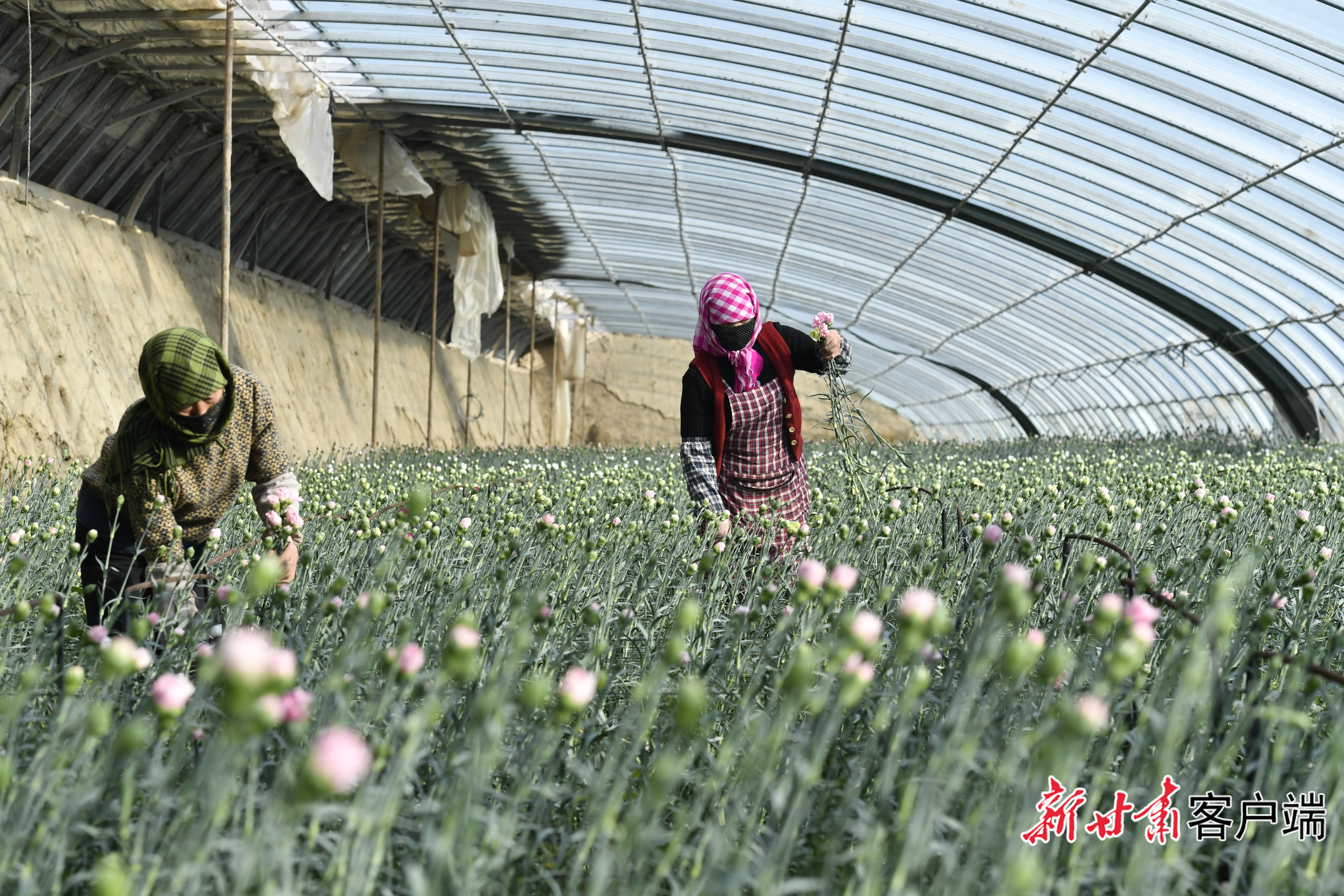 村民在大棚里采摘鲜花　新甘肃&middot;甘肃日报记者　裴强　摄