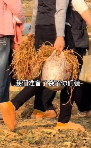 四川眉山“偷甘蔗”爆火后又推出挖折耳根活动 9.9元一袋随便挖