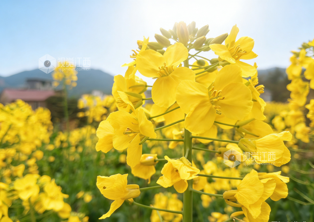 江西永新:春日花田漾金波(图)