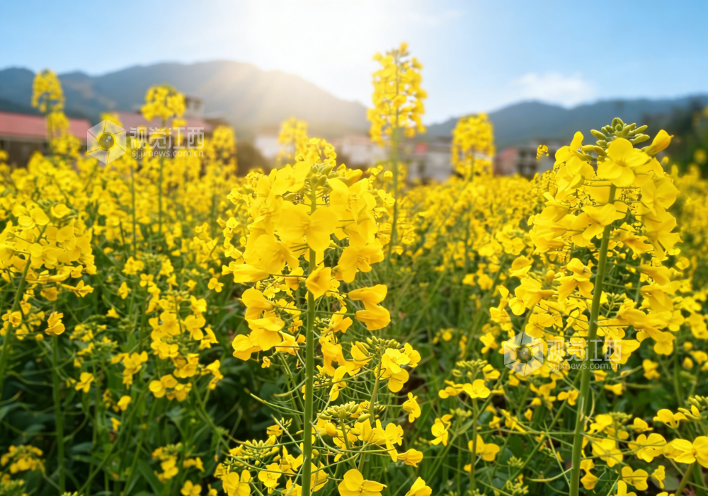 江西永新:春日花田漾金波(图)