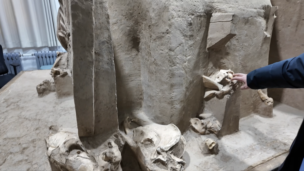 在甘肃省文物考古研究所实验室考古室内清理的马家塬遗址车马遗存，动物头蹄葬体现戎人独特葬俗。（图/澎湃新闻记者摄）